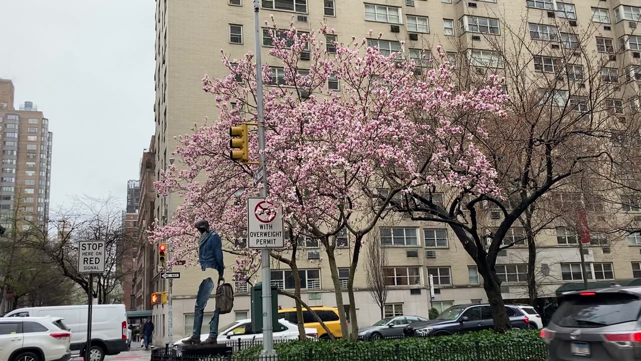 Tulip Blossoms @ Park Avenue (Manhattan)