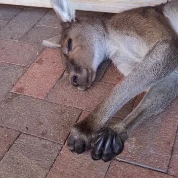 Kangaroo diaries only in Australia