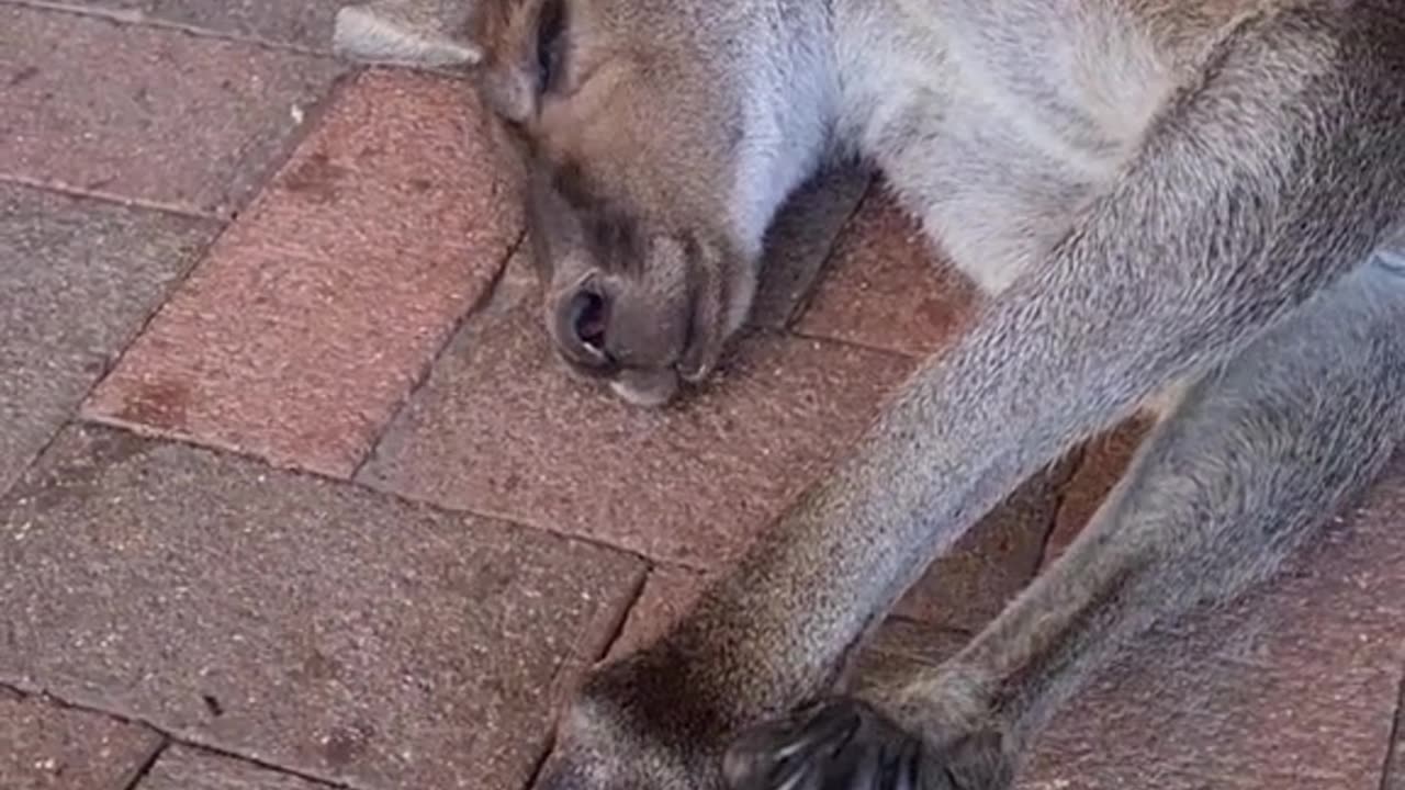 Kangaroo diaries only in Australia