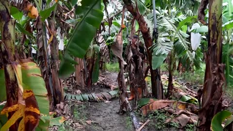 How banana waste is being turned into sustainable clothing