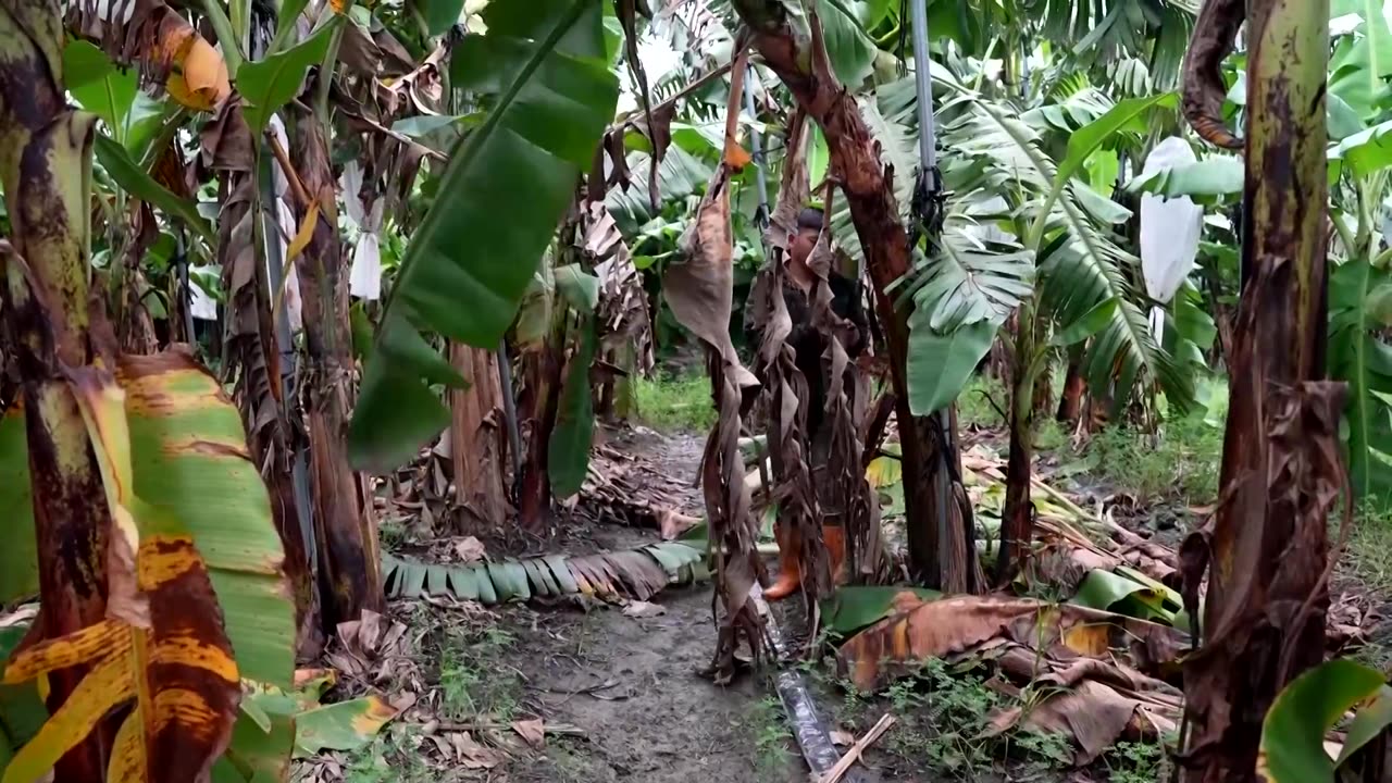 How banana waste is being turned into sustainable clothing