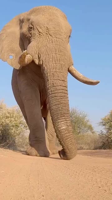 The Moment He Realized Who The REAL KING Is! 🐘😳 #Elephant #Natur