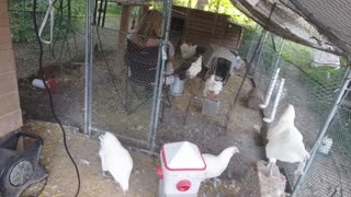 Chicken Live Stream