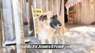 The Alex Jones Shows, LIVE !