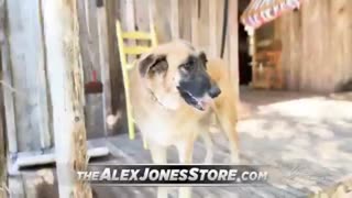 The Alex Jones Shows, LIVE !