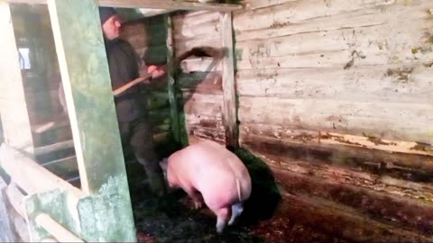 Moments of Rural Life: Caring for Cows, a Pig… and My Loyal Pets