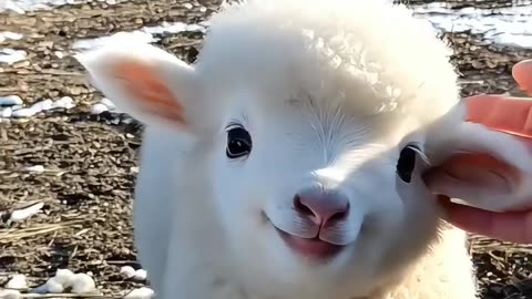 cute little lamb