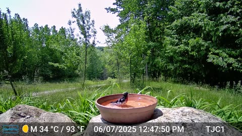 Red-breasted Grosbeak Taking a Bath