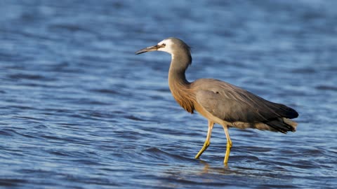 White-faced Heron Fishing in New Zealand Waters