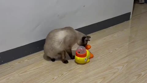 😹🤔 Can This Cat Outsmart Its Owner? | FunFM