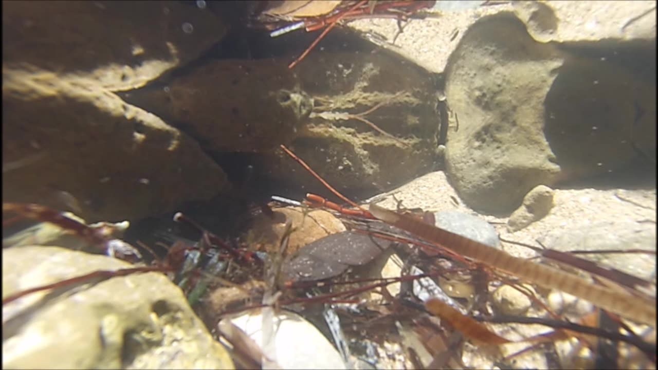 Marine Creatures Trapped At Low Tide