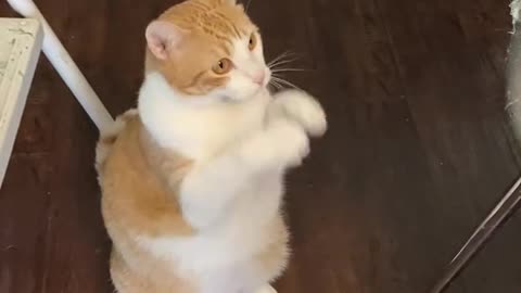 Funny cats