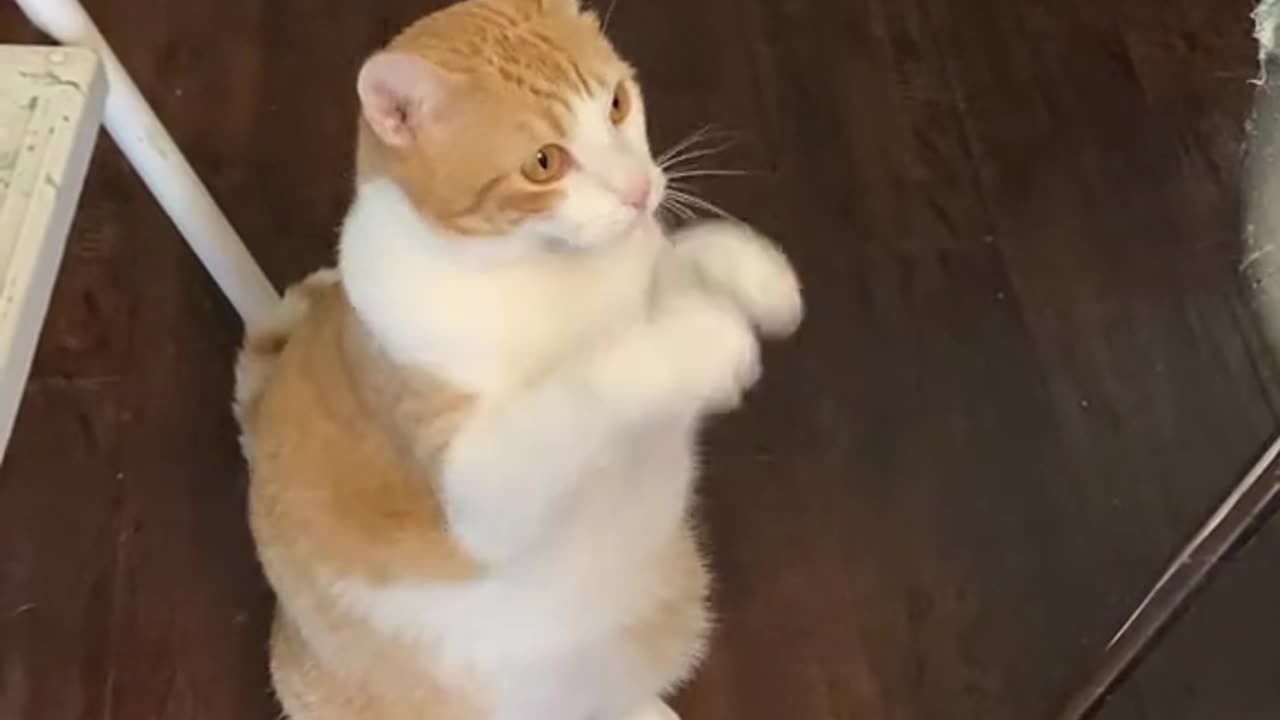 Funny cats