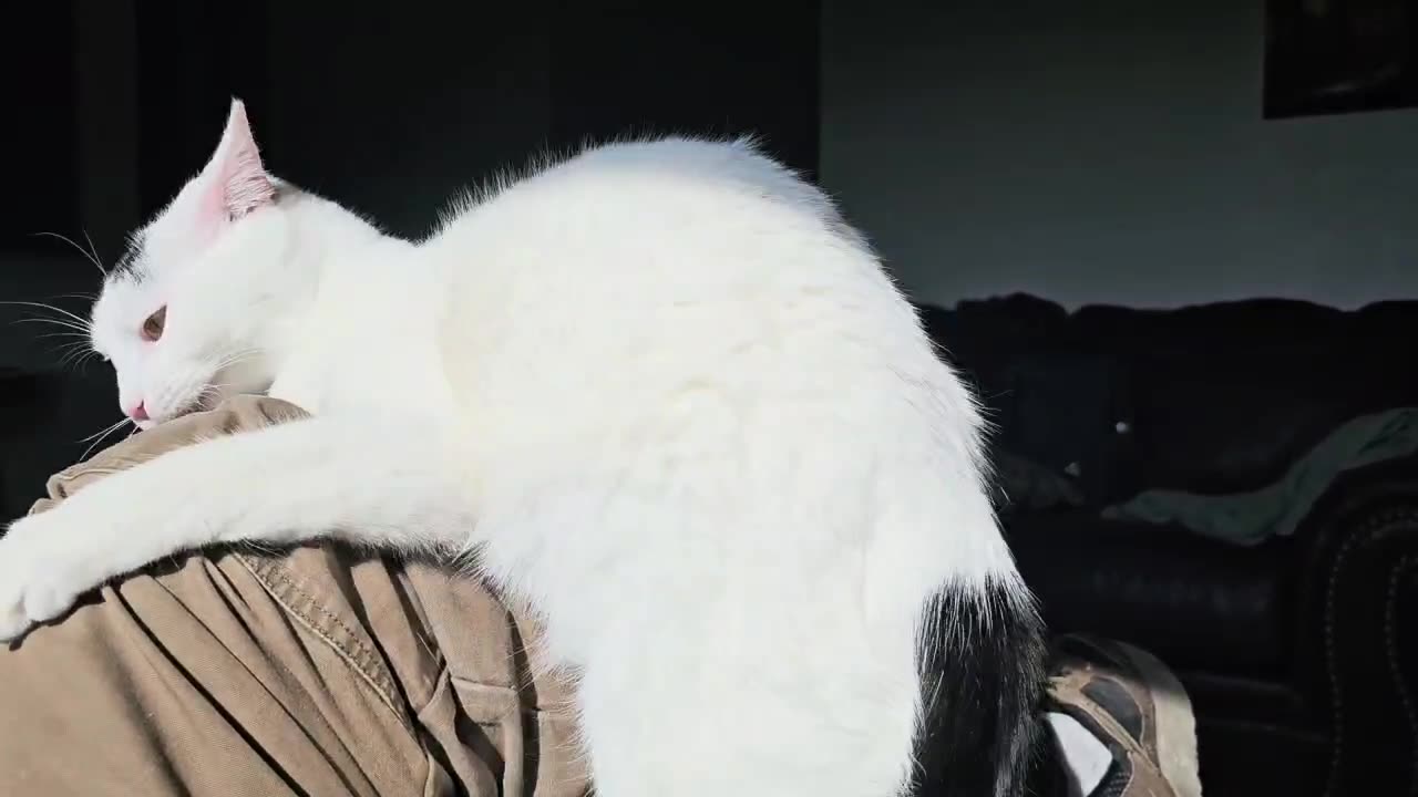 Shaggy attacking my knee