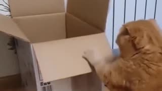 A box. A Cat. A graceful jump. Totally meant to land like that! 😹