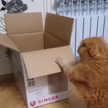 A box. A Cat. A graceful jump. Totally meant to land like that! 😹