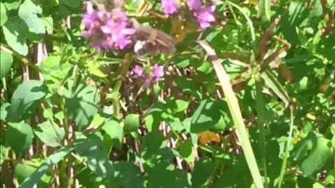 Skipper kissena