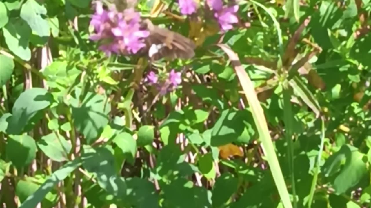 Skipper kissena