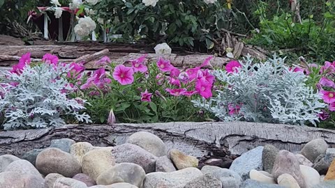 White Iceberg Floribunda Rose, 0700 60F 96H light breeze