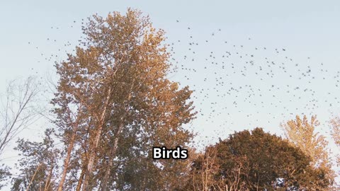 Different names of animals,birds,and fishes.