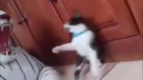 the cat was very very surprised🤣