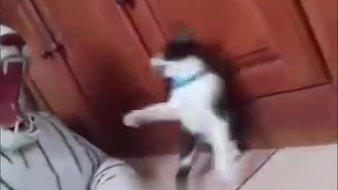 the cat was very very surprisedš¤£