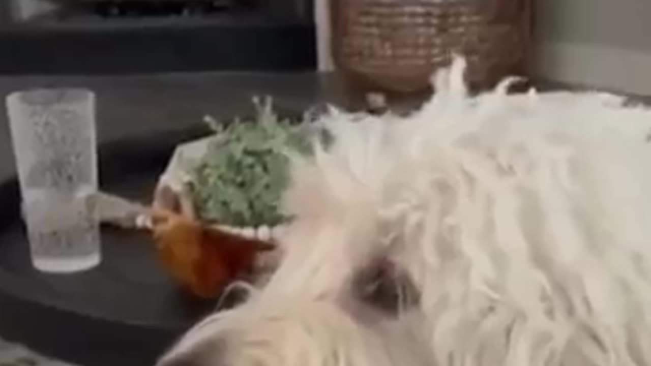 Funny animals 😂😂😂😂