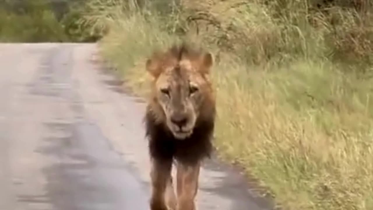BRUTAL & SHOCKING! Savage Animal Moments Caught on Camera 30😱🔥