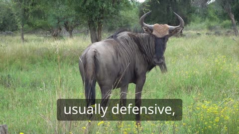 Wild animala
