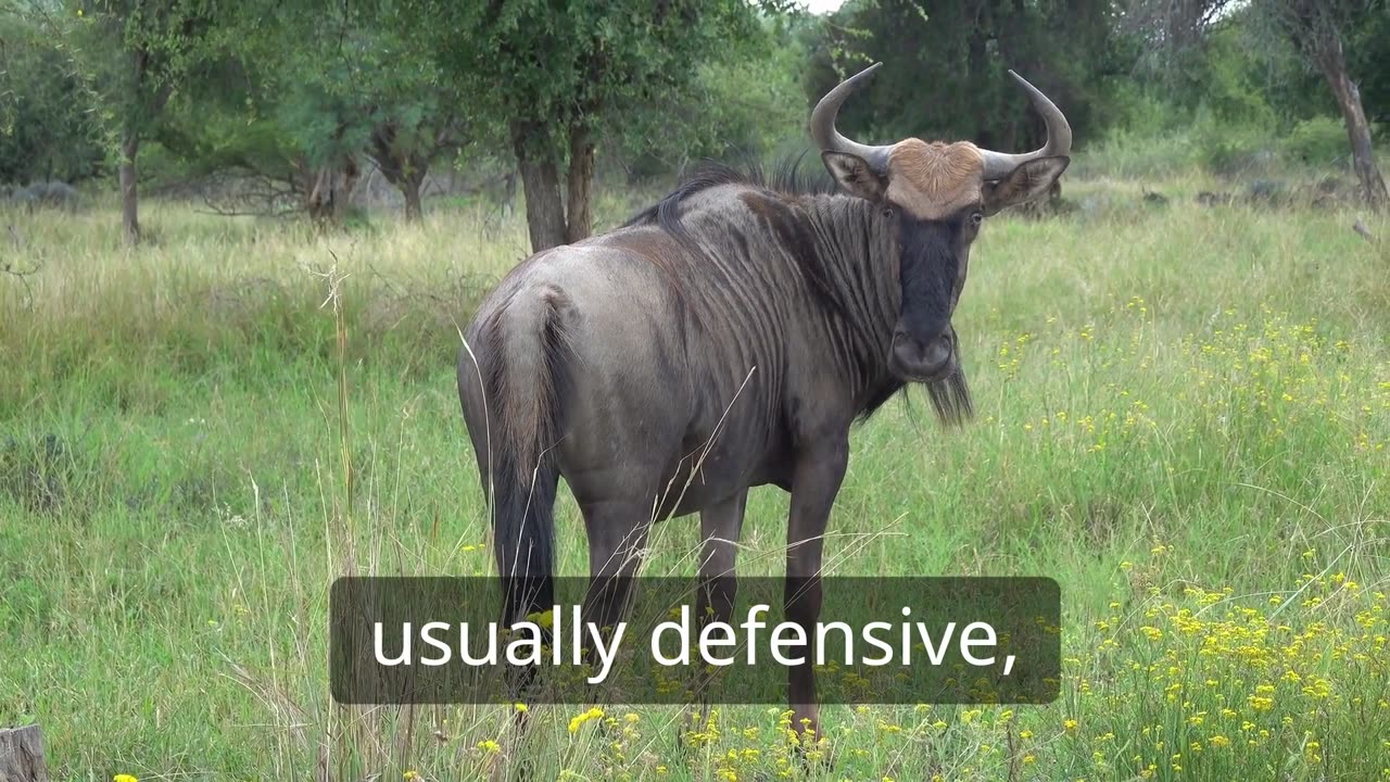 Wild animala