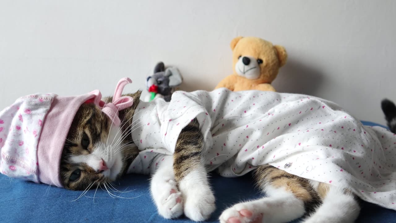 Funny Cat in Baby Clothing