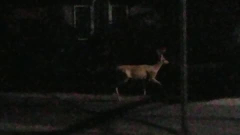 Big Buck Deer 🦌