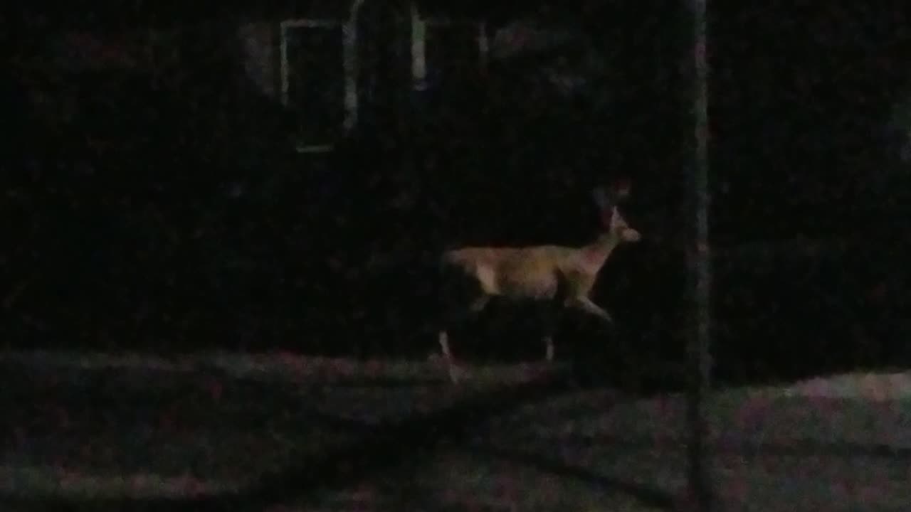 Big Buck Deer 🦌