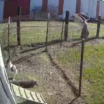 The rooster saves the hen from a hawk..