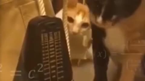 A Day in the Life of Funny Animals