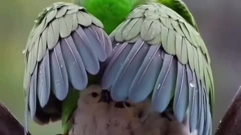 Viral