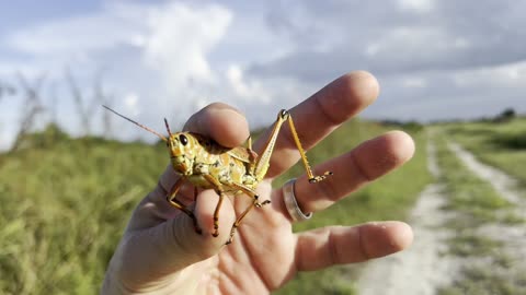Eastern Lubber LOVE MAKING TIME! (Lubber is a Giant Cricket) 