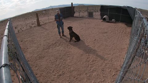 Protection Dog Muzzle Work - Truth In Combat!