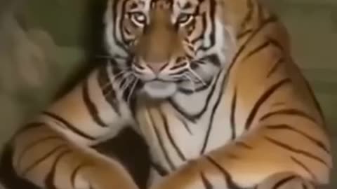 Top 5 astonishing moments that humans didn't knew