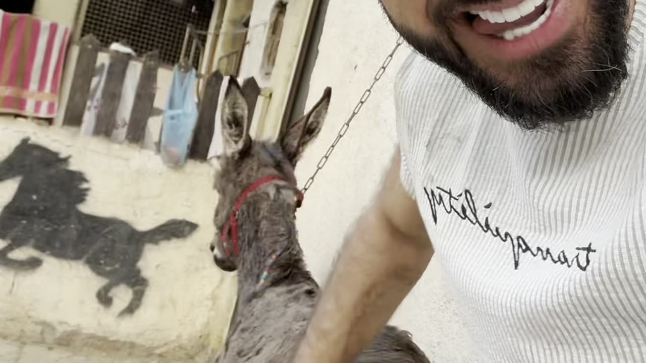 معلومه صغيره عن الخيل ياشباب