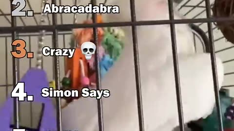 Ranking The Best Parrot Moments