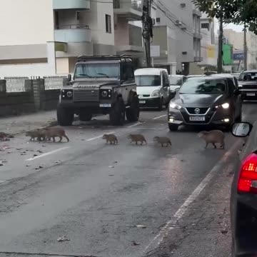 Pedestrian crossing in Brazil