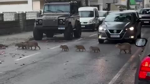 Pedestrian crossing in Brazil