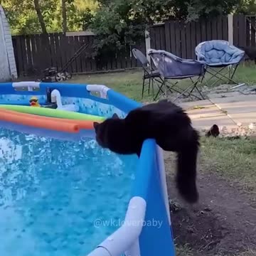 Cat Falls in Water... and Regrets Everything