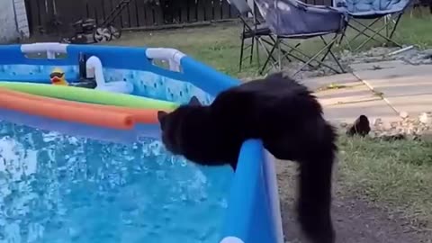 Cat Falls in Water... and Regrets Everything