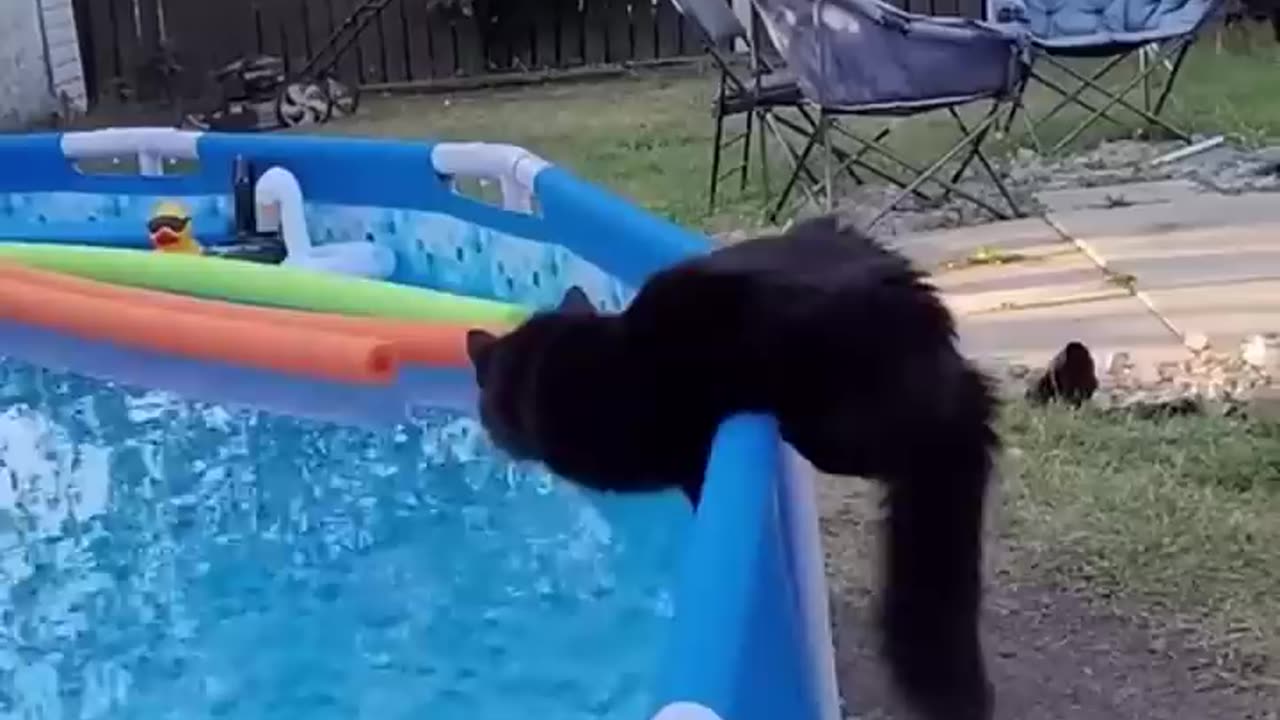 Cat Falls in Water... and Regrets Everything