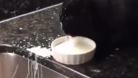 Funny cat videos 😂😂