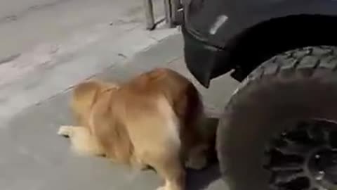 This is really too much, this is too blatant #GoldenRetriever #Dog #CutePet