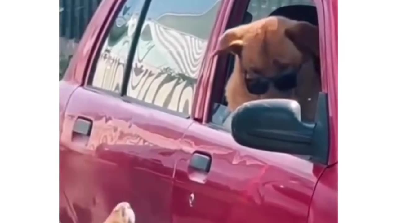 boss dogs