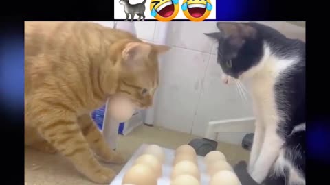 Mira que le sucede a este gato